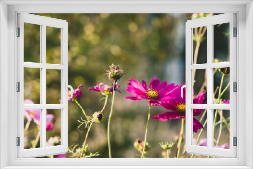 Fototapeta Naklejka Na Ścianę Okno 3D - Summer meadow pink cosmos flowers on bokeh background