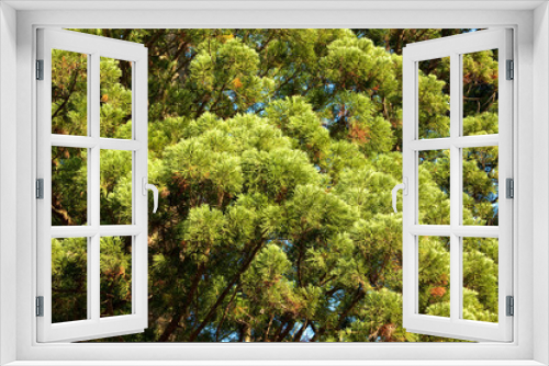 Fototapeta Naklejka Na Ścianę Okno 3D - 杉の葉
