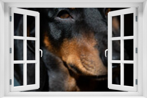 Fototapeta Naklejka Na Ścianę Okno 3D - Portrait of a dachshund.