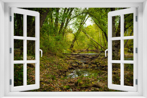 Fototapeta Naklejka Na Ścianę Okno 3D - Magical Forest Swamp