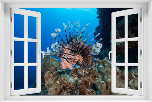 Fototapeta Naklejka Na Ścianę Okno 3D - A lionfish sits on the Great Barrier Reef