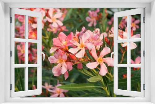 Fototapeta Naklejka Na Ścianę Okno 3D - pink nerium oleander flower in nature garden