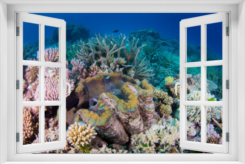 Fototapeta Naklejka Na Ścianę Okno 3D - A large giant clam sits amongst healthy hard coral