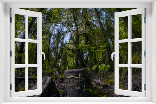 Fototapeta Naklejka Na Ścianę Okno 3D - Stumped Stump