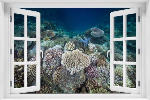 Fototapeta Naklejka Na Ścianę Okno 3D - Healthy, colorful corals at the reef