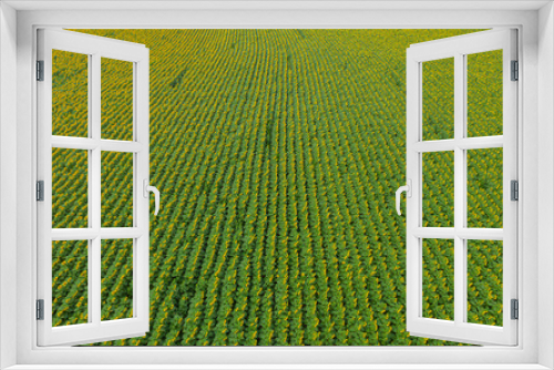 Fototapeta Naklejka Na Ścianę Okno 3D - Mezoszilas, Hungary, aerial top down view of cultivated sunflower field at countryside. Farm concept, agriculture texture.