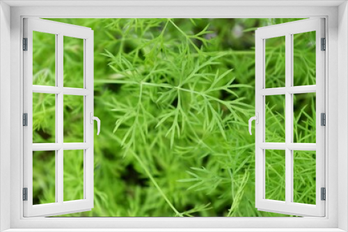 Fototapeta Naklejka Na Ścianę Okno 3D - close up of a dill plant