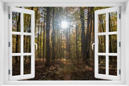 Fototapeta Naklejka Na Ścianę Okno 3D - sun rays through forest in center of frame in fall