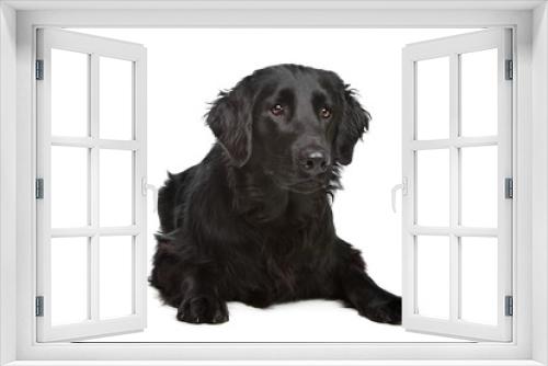 Fototapeta Naklejka Na Ścianę Okno 3D - Flat-Coated Retriever