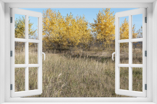 Fototapeta Naklejka Na Ścianę Okno 3D - Autumn yellow trees, dry grass and blue sky. Concept of Indian summer in countryside. Calmness and serenity. Selective focus 