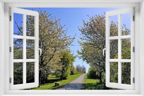 Fototapeta Naklejka Na Ścianę Okno 3D - Kirschbäume
