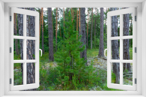 Fototapeta Naklejka Na Ścianę Okno 3D - landscape with beautiful,natural,green coniferous trees and plants in the forest