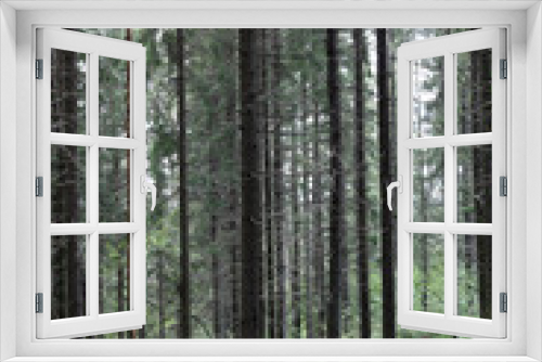 Fototapeta Naklejka Na Ścianę Okno 3D - Landscape of pine forest