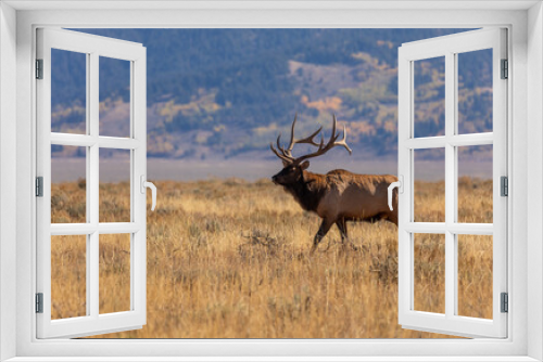 Fototapeta Naklejka Na Ścianę Okno 3D - Bull Elk in Autumn in Wyoming