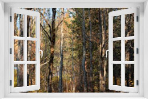 Fototapeta Naklejka Na Ścianę Okno 3D - Autumn birch forest in central Russia