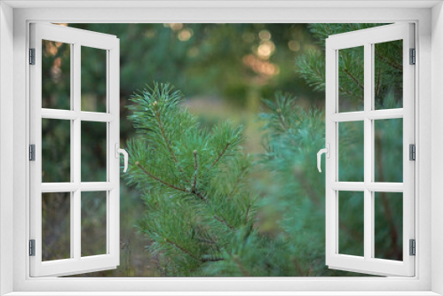 Fototapeta Naklejka Na Ścianę Okno 3D - Pine branch in the forest at sunset