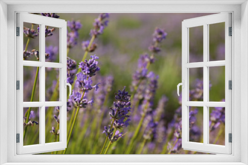 Fototapeta Naklejka Na Ścianę Okno 3D - Beautiful blooming lavender field on summer day, closeup