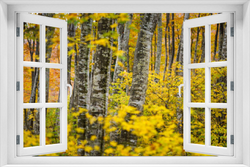 Fototapeta Naklejka Na Ścianę Okno 3D - 黄葉のブナの森