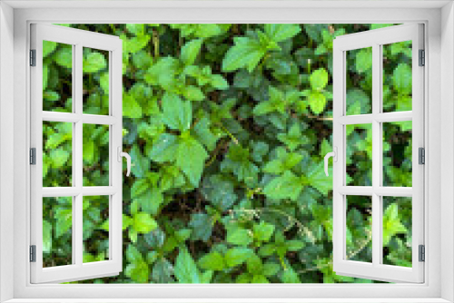 Fototapeta Naklejka Na Ścianę Okno 3D - Top view of nice and textural green and clean plant leaves