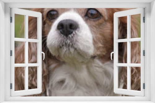 Fototapeta Naklejka Na Ścianę Okno 3D - 犬