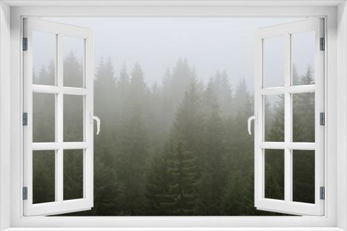 Fototapeta Naklejka Na Ścianę Okno 3D - fog in the pine woods