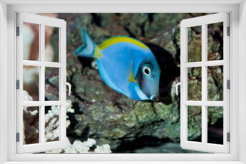 Fototapeta Naklejka Na Ścianę Okno 3D - Powder Blue Tang with coral in aquarium