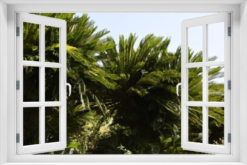 Fototapeta Naklejka Na Ścianę Okno 3D - Japanese sago palm (Cycas revoluta) / Cycadaceae evergreen shrub 