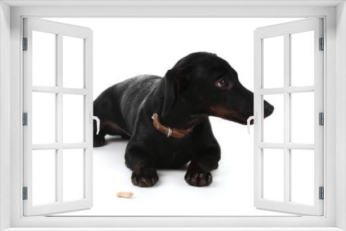 Fototapeta Naklejka Na Ścianę Okno 3D - black little dachshund dog isolated on white
