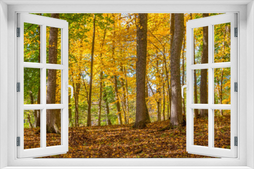 Fototapeta Naklejka Na Ścianę Okno 3D - Deciduous forest with autumn colors