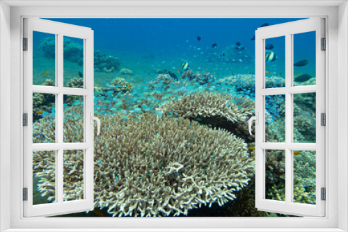 Fototapeta Naklejka Na Ścianę Okno 3D - Fish nursery in a coral reef