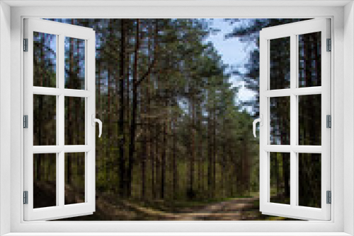 Fototapeta Naklejka Na Ścianę Okno 3D - A path into the woods