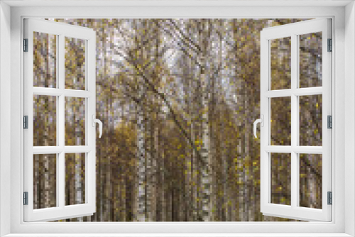 Fototapeta Naklejka Na Ścianę Okno 3D - Birches in the autumn