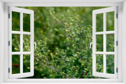 Fototapeta Naklejka Na Ścianę Okno 3D - green grass background.  grass in close-up. beautiful bokeh background