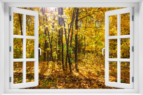 Fototapeta Naklejka Na Ścianę Okno 3D - Autumn forest in a beautiful outfit