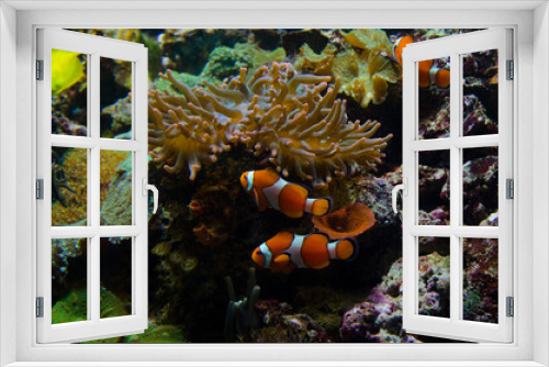 Fototapeta Naklejka Na Ścianę Okno 3D - clown fish in aquarium