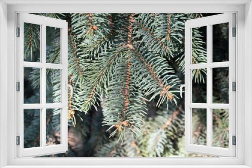 Fototapeta Naklejka Na Ścianę Okno 3D - branch of blue spruce