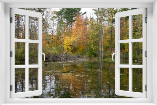 Fototapeta Naklejka Na Ścianę Okno 3D - A forest landscape in the fall season