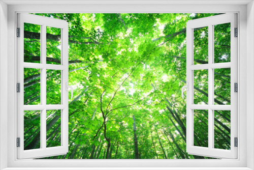 Fototapeta Naklejka Na Ścianę Okno 3D - 新緑のブナ林