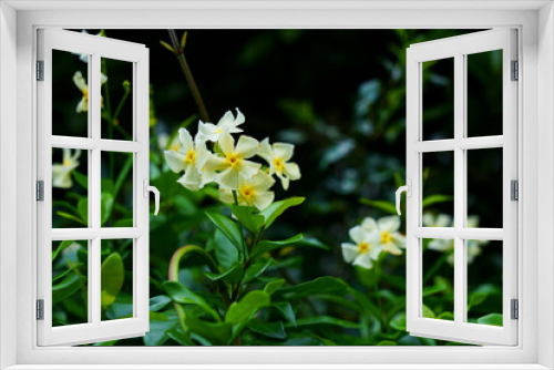 Fototapeta Naklejka Na Ścianę Okno 3D - テイカカズラの芳香がある白い花が咲く