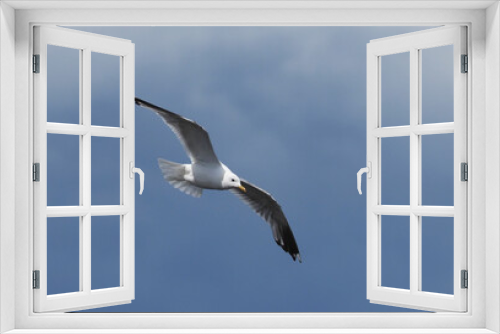 Fototapeta Naklejka Na Ścianę Okno 3D - bird seagull flying in the sky