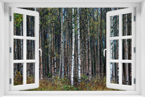 Fototapeta Naklejka Na Ścianę Okno 3D - birch forest in autumn