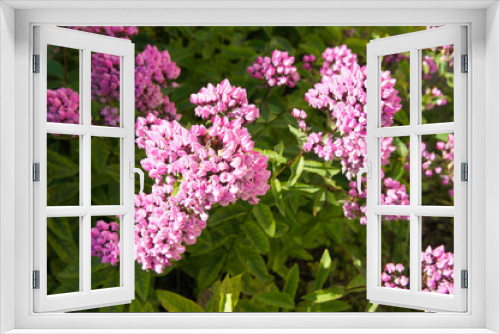Fototapeta Naklejka Na Ścianę Okno 3D - plohx butonic pink flowers in garden