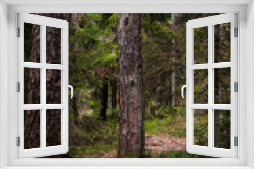Fototapeta Naklejka Na Ścianę Okno 3D - Forest trail