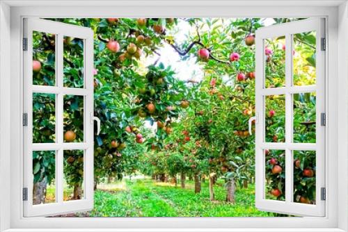 Fototapeta Naklejka Na Ścianę Okno 3D - ripe apples in an orchard ready for harvesting,morning shot