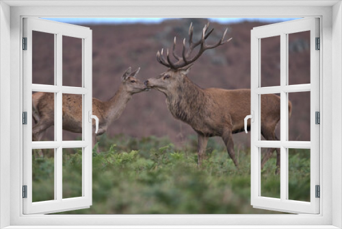 Fototapeta Naklejka Na Ścianę Okno 3D - Red deer stag with a young hind.