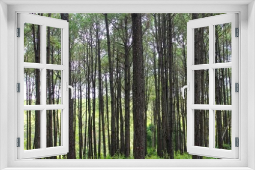 Fototapeta Naklejka Na Ścianę Okno 3D - bamboo forest background , pine wood