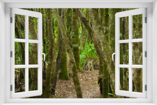Fototapeta Naklejka Na Ścianę Okno 3D - Lush green tropical rainforest with rows of tree trunks at South Island, New Zealand 