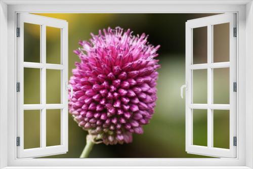 Fototapeta Naklejka Na Ścianę Okno 3D - British flowers in the summer