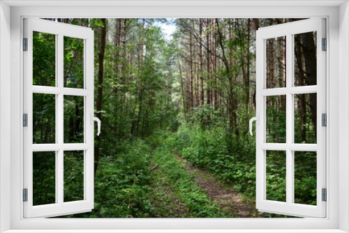 Fototapeta Naklejka Na Ścianę Okno 3D - path in the forest