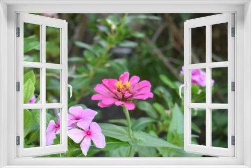 Fototapeta Naklejka Na Ścianę Okno 3D - beautiful little pink flower